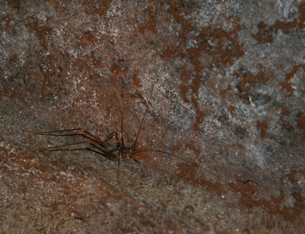 Ortottero cavernicolo: Dolichopoda sp.